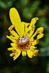 Image showing Garden snail