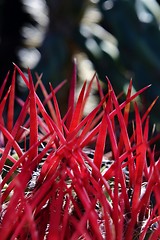 Image showing cactus spines