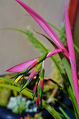 Image showing Billbergia nutans (Queen's tears)