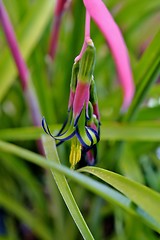 Image showing Billbergia nutans (Queen's tears)