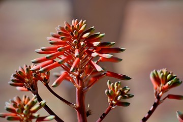 Image showing Aloe striata flower