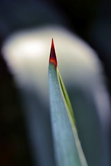 Image showing Agave thorn