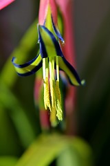 Image showing Billbergia nutans (Queen's tears)