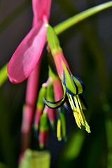 Image showing Billbergia nutans (Queen's tears)