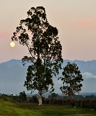 Image showing Full Moon