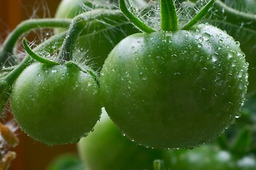 Image showing Green tomatoes