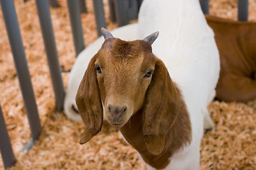 Image showing baby goat in cage