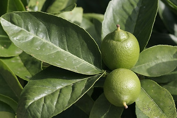 Image showing two lemons on a tree