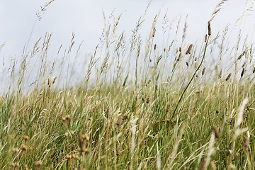 Image showing Straw