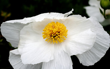 Image showing Pretty white flower