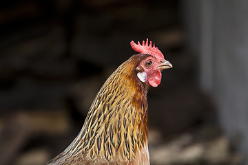 Image showing Hen