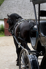 Image showing Black Horse