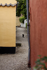 Image showing Cat in a Alley