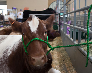 Image showing Cow