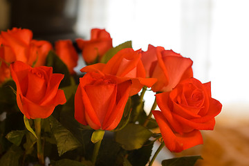 Image showing Roses