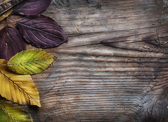 Image showing Autumn Leaves