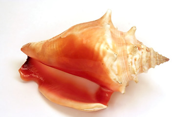 Image showing Seashell