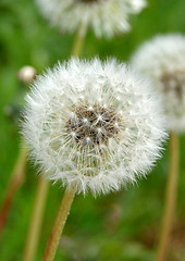 Image showing dandelion