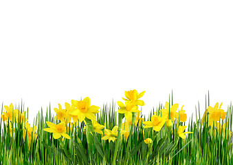 Image showing Spring flowers isolated over white background