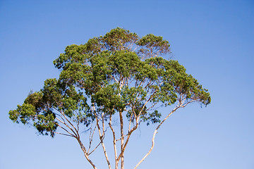 Image showing Eucalyptus