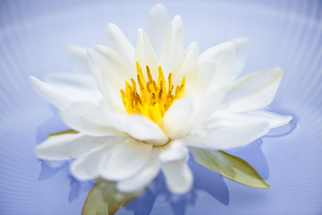 Image showing Lotus flower