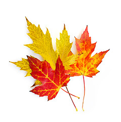 Image showing Fall maple leaves on white