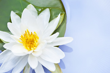 Image showing Lotus flower