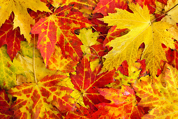 Image showing Fall maple leaves background