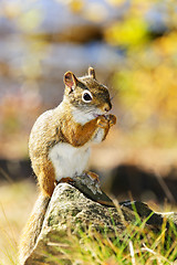 Image showing Cute red squirrel eating nut