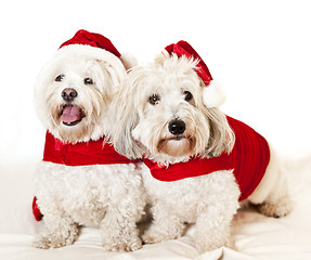 Image showing Two cute dogs in santa outfits
