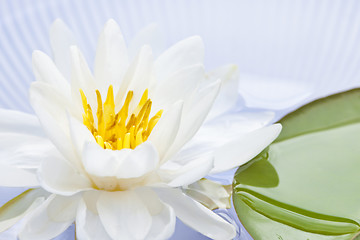 Image showing Lotus flower