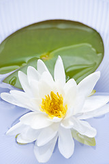 Image showing Lotus flower