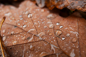 Image showing Autumn Leaves