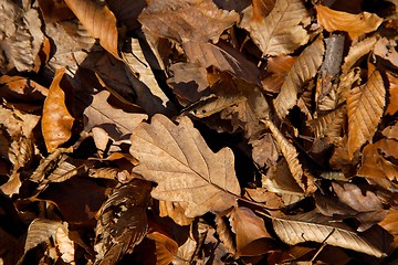 Image showing Leaves