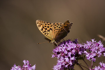 Image showing orange butterfly