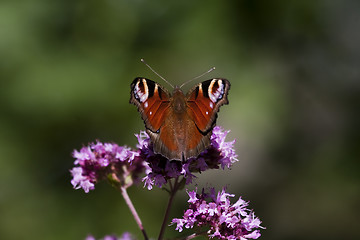 Image showing peacock butterfly