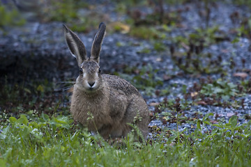 Image showing eastern prairie hare