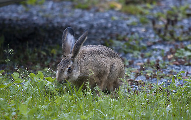 Image showing brown hare
