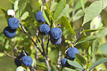 Image showing Bog bilberries