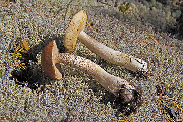 Image showing Orange-cap boletus