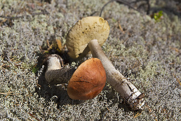 Image showing Orange-cap boletus