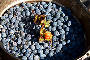 Image showing Forest berries