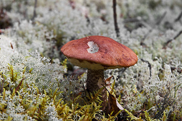 Image showing Orange-cap boletus