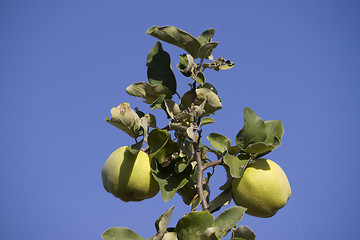 Image showing Quince fruits