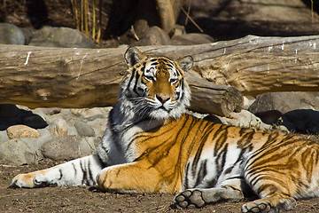 Image showing Amur tigress