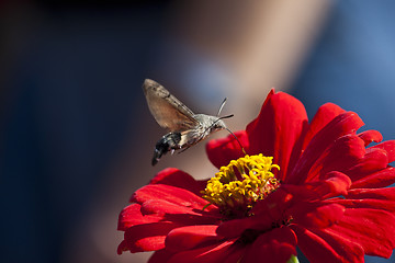 Image showing Hower over the flower