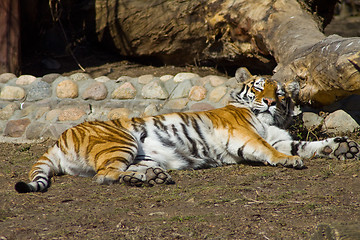 Image showing Relaxing amur tigress