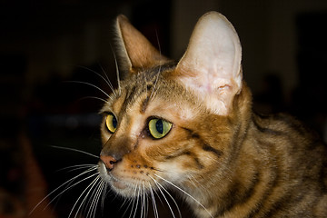 Image showing Toyger cat