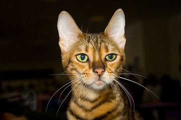 Image showing Toyger cat