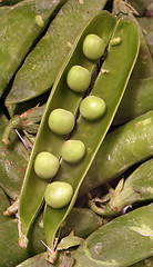 Image showing Fresh peas